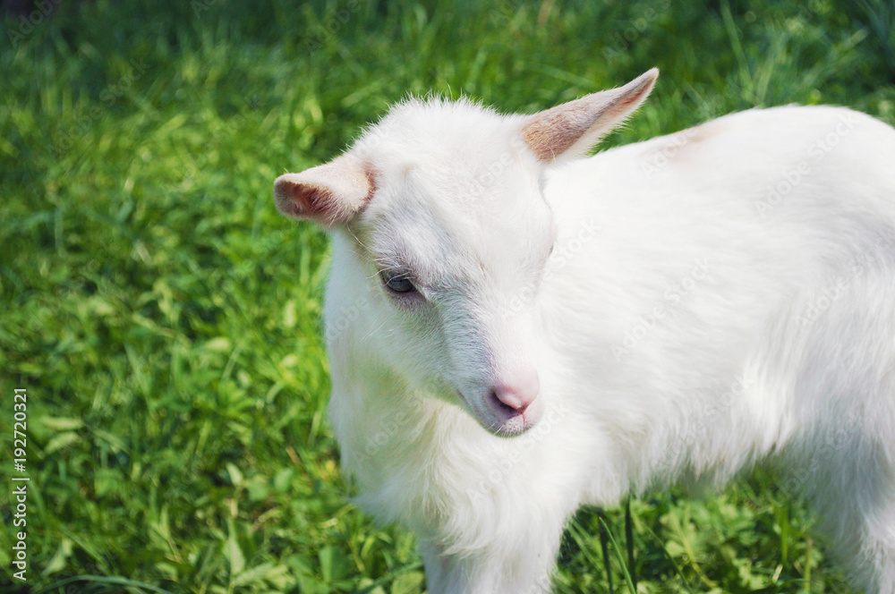 One small white young goat standing sidewise