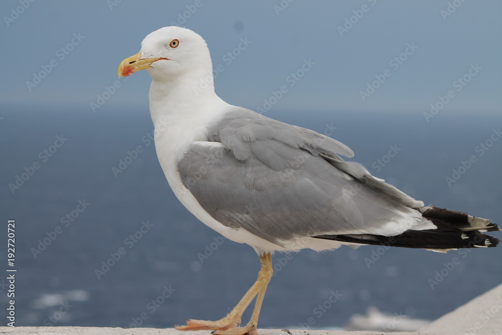 Mouettes Mouettes