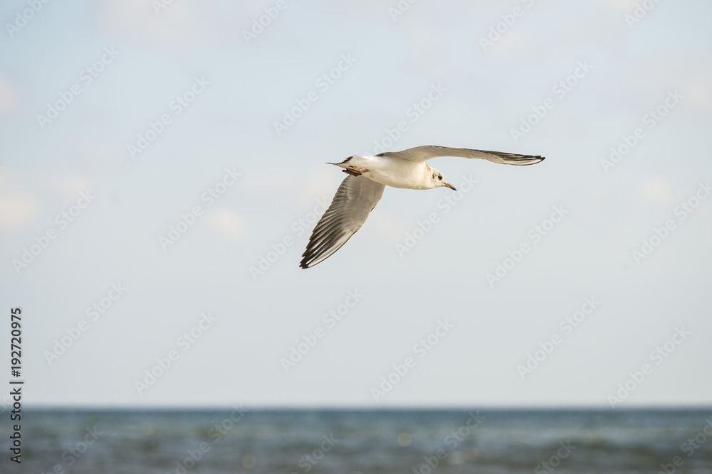 black headed gull flying deep over the beach