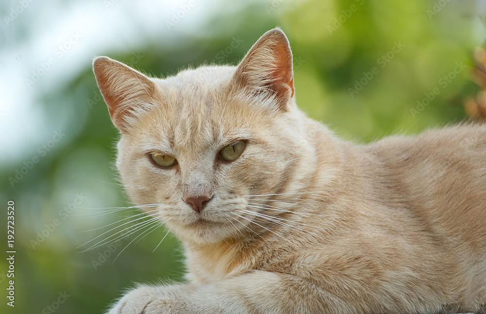 Portrait of an orange cat outside in summer with a beautiful background 