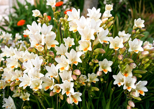 Beautiful blooming white freesia in a garden photo