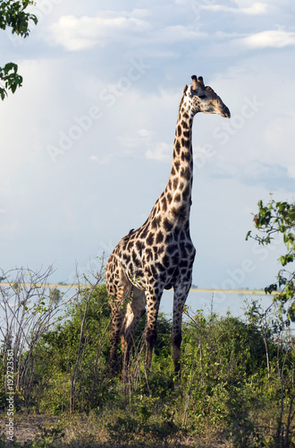 giraffe giraffa camelopardalis wildlife bush botswana africa