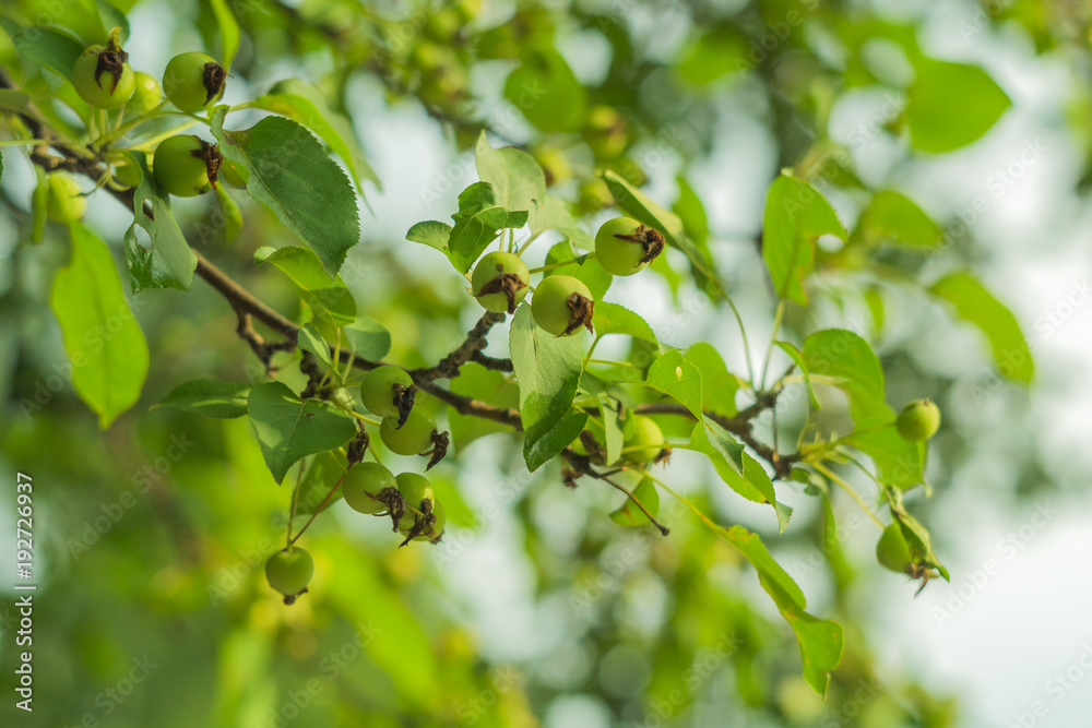 Fototapeta premium small green apples