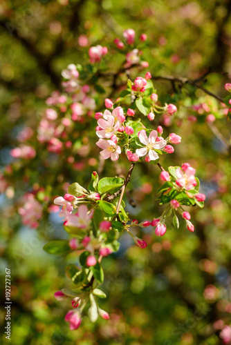 apple tree in bloom © Milissenta