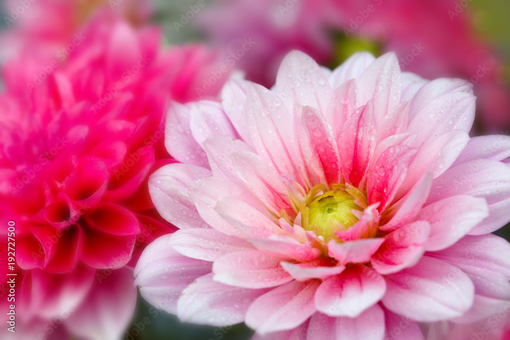Macro shot of a pink dahlia isolated . Macro shot of a pink dahlia isolated .