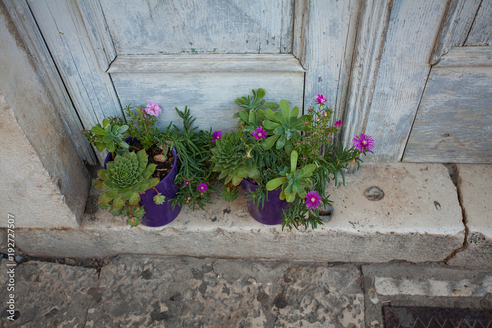 Naklejka premium succulent flowers growing