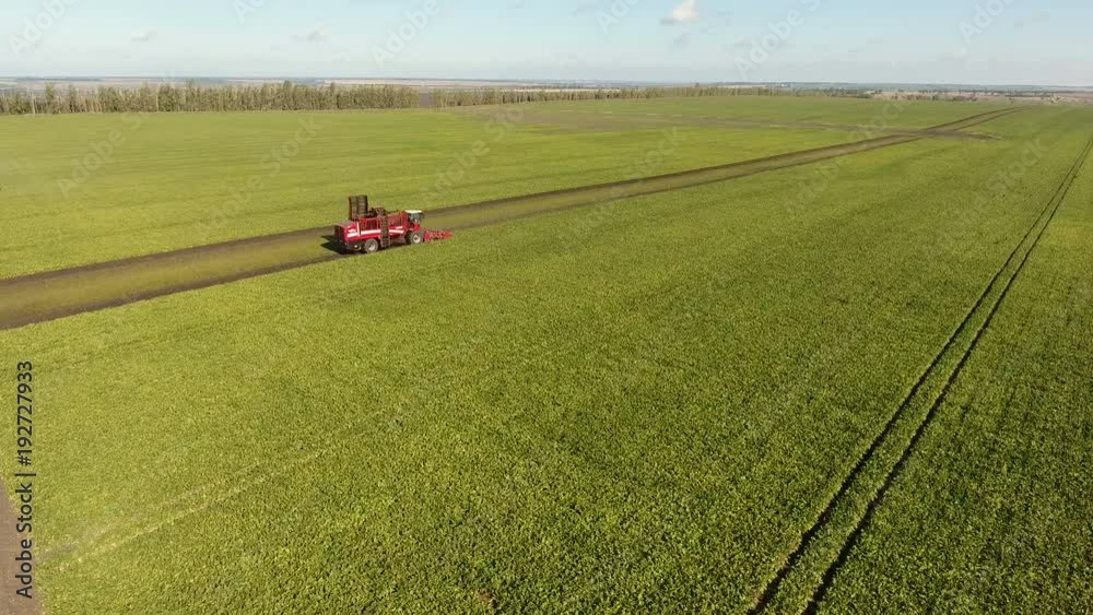Aerial view of the modern combine harvester harvesting the crop of sugar beet. 4K Aerial view of the modern combine harvester harvesting the crop of sugar beet. 4K