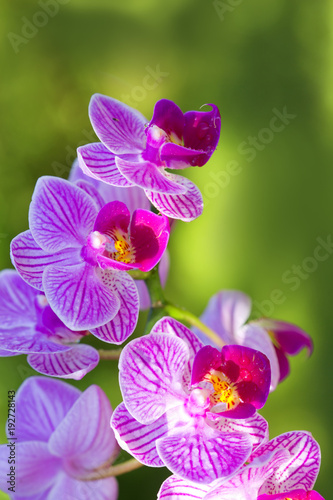 Fototapeta Naklejka Na Ścianę i Meble -  Pink orchid flowers isolated.
