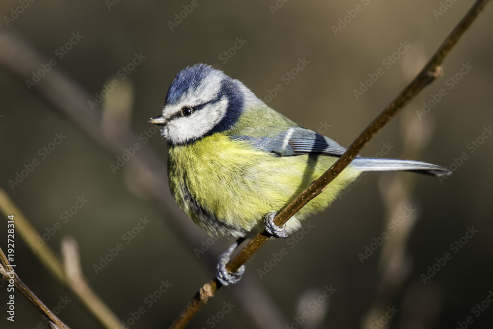 Obraz premium Blue Tit perched on a branch