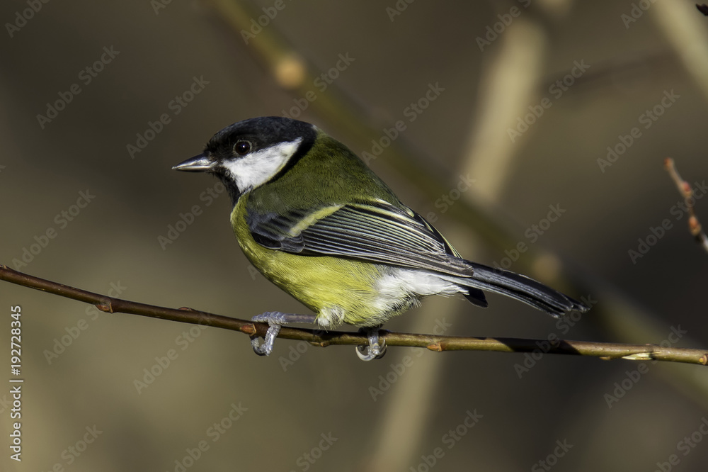 Obraz premium Great tit on a branch