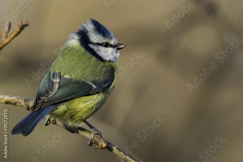Blue tit looking Right