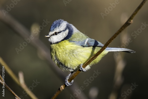 Blue Tit perched on a branch