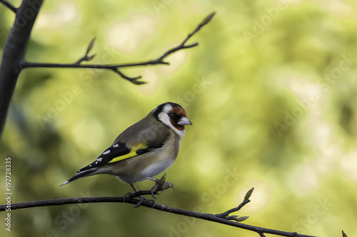 Goldfinch perched on a branch