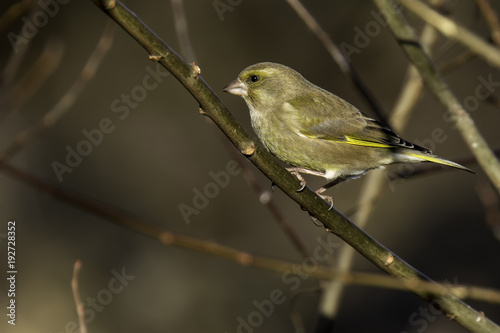 Greenfinch perched on a Branch