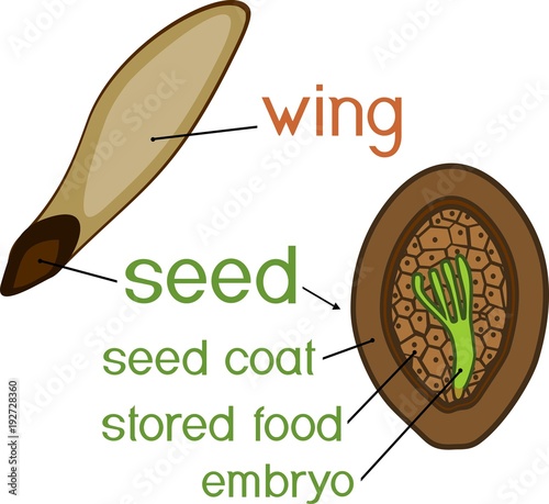 Structure of pine seed with titles