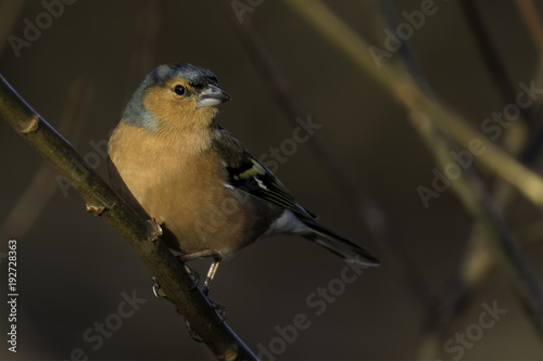 Male Chaffinch