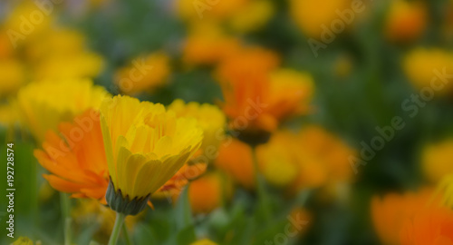 Calendula officinalis flowers with soft focus