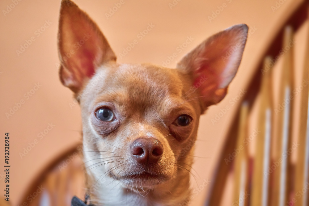 Lovely red chihuahua at home on a very cute chair