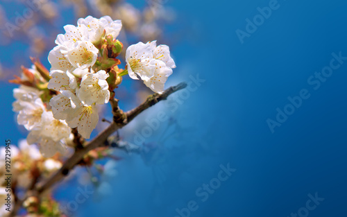 Blossom tree branches isolated on blue sky.