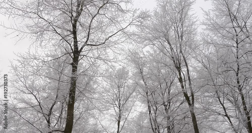 Panning tree covered with snow and ice on a winter day in a forest in The Netherlands, Europe Panning tree covered with snow and ice on a winter day in a forest in The Netherlands, Europe