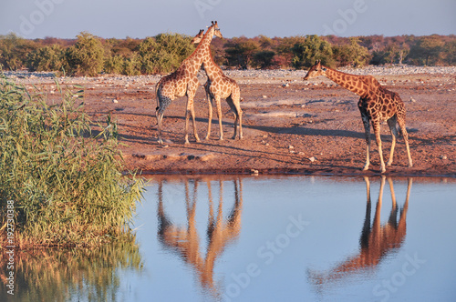 Wild giraffes in Etosha National Park in Namibia