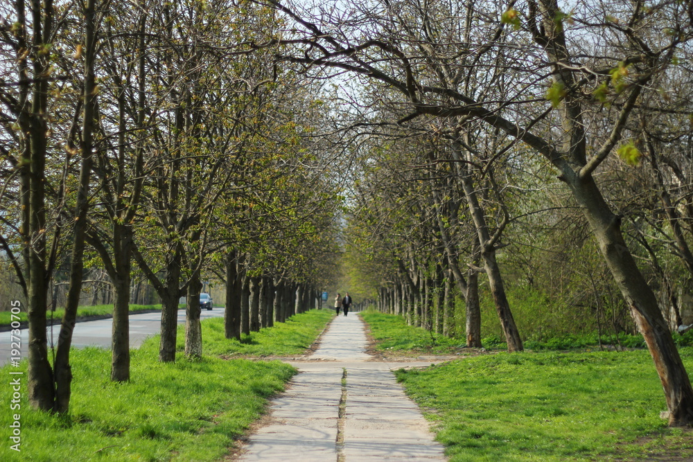 Sidewalk with yellow trees during autumn