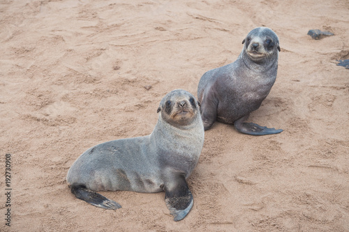 Two small lion seal babies