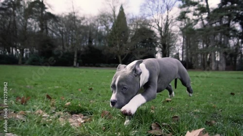 American bully puppy