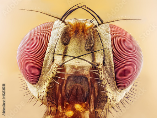 Fotografie Drosophila melanogaster fruit fly extreme close up macro