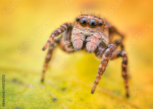 Sitticus floricola jumping spider macro