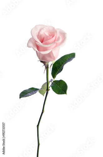 single pink rose isolated on white background