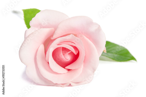 Beauty single pink rose lies isolated on white background