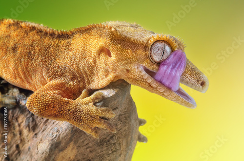 Crested gecko lick his eye