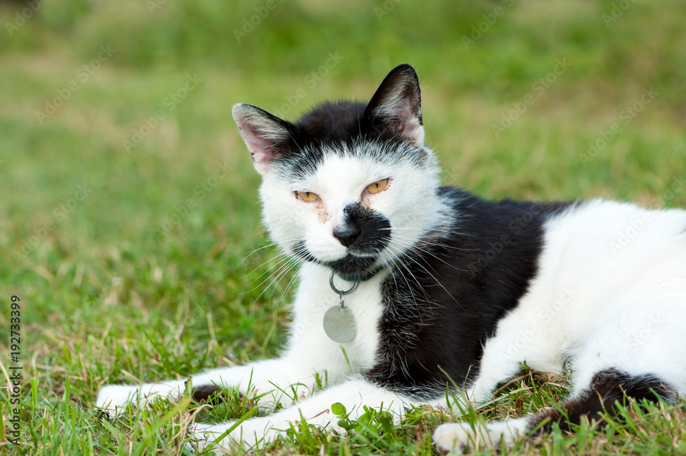 Alte schwarzweiße Katze liegt in einer Wiese Alte schwarzweiße Katze liegt in einer Wiese