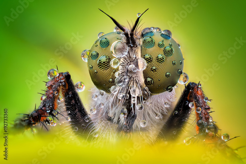 Extreme sharp and detailed macro of robber fly