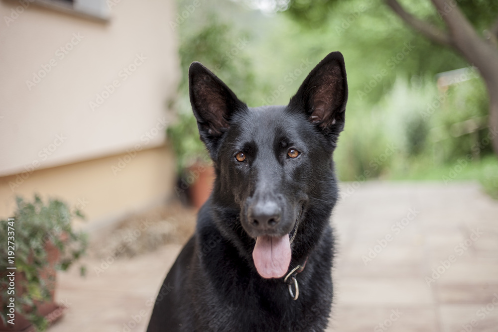 MARCH 2017 - IZLAKE, SLOVENIA: A friendly German Shepherd posing for her picture MARCH 2017 - IZLAKE, SLOVENIA: A friendly German Shepherd posing for her picture