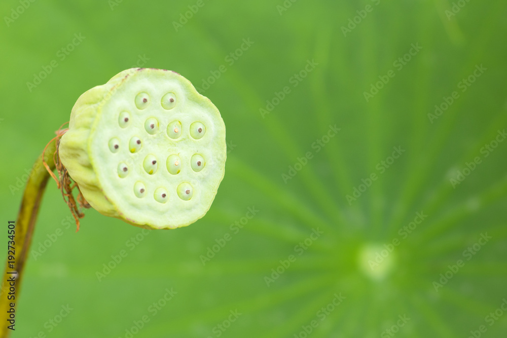 Close-up Lotus seed pod and lotus Leaves green background. Close-up Lotus seed pod and lotus Leaves green background.