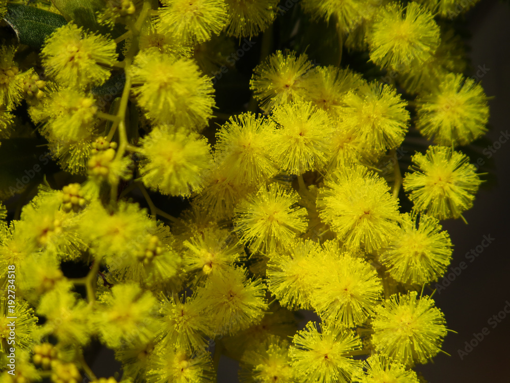 Blossoming mimosa