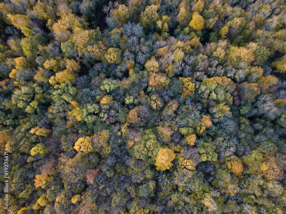 Forêt Automne Forêt Automne