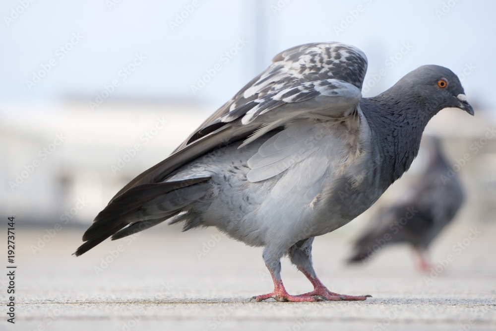 Obraz premium ハト