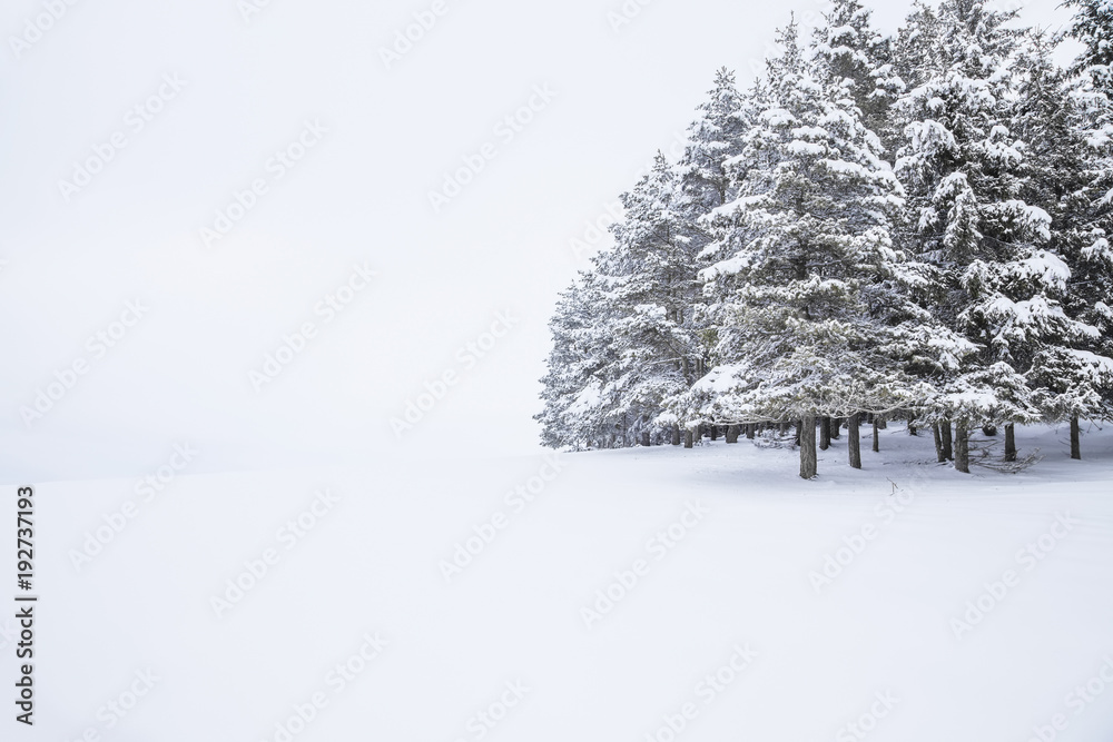 Winter landscape Winter landscape