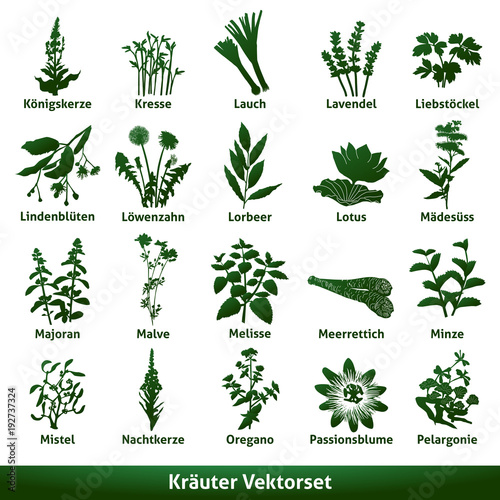 Kräuter Vektorset 3