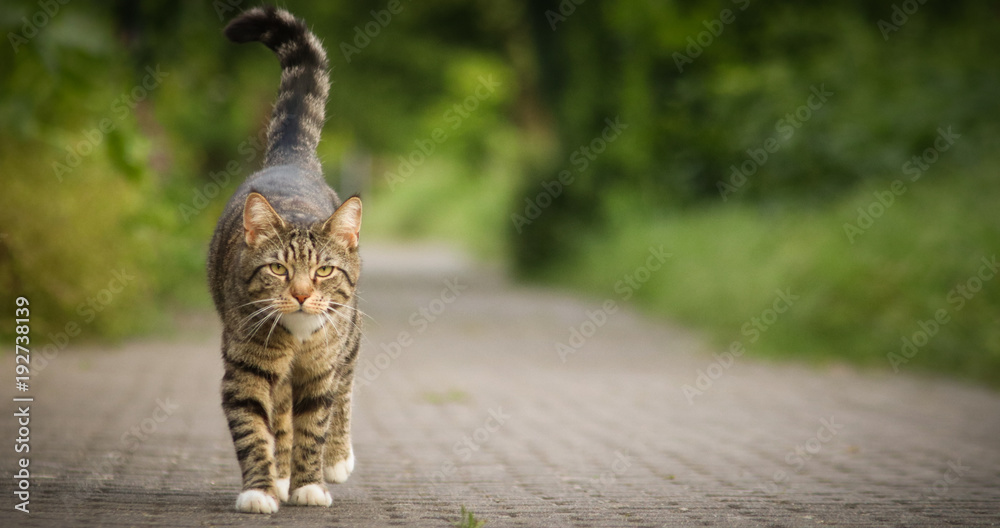 Obraz premium Katze