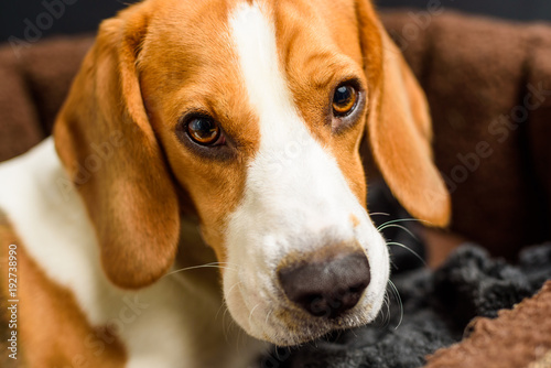 Beagle dog beautiful eyes portrait