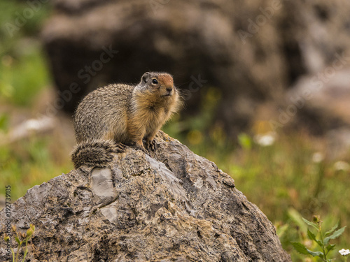 Ground Squirrel looking around from a large rock.