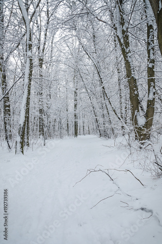 The footpath in the winter forest