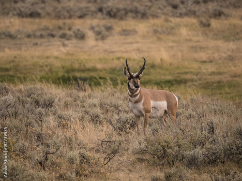 Antelope surveying his surroundings. © Jim