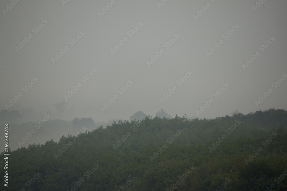 Landscape nature of plantation with mountain and Foggy on morning time.