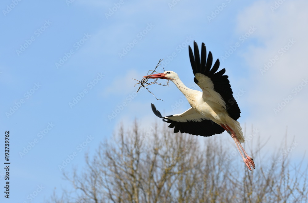 Naklejka premium bociany