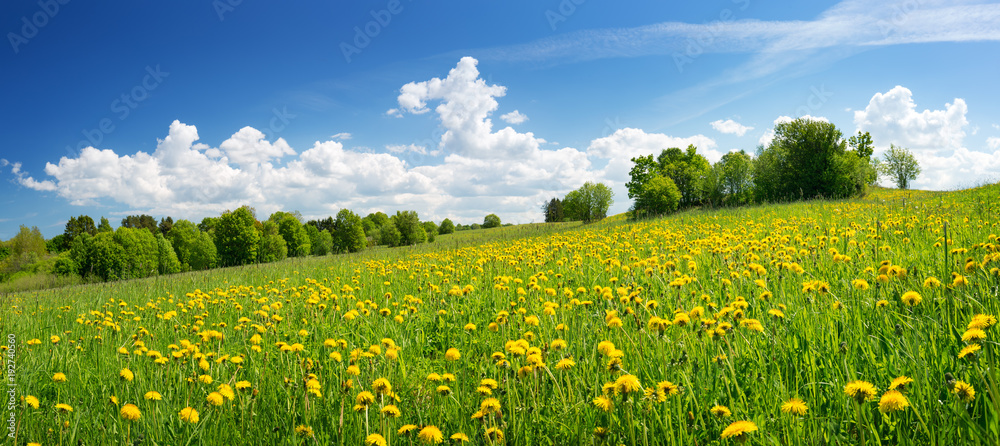 Obraz premium Field with yellow dandelions and blue sky